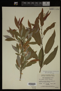 Salix lutea image