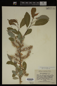Salix lutea image