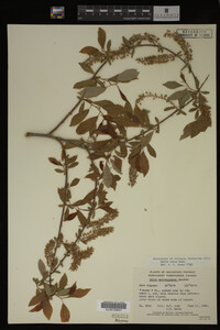 Salix lutea image