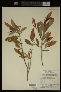 Salix lutea image