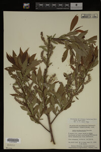 Salix lutea image