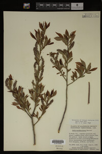 Salix lutea image