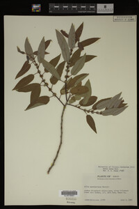 Salix lutea image
