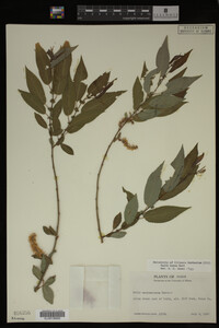Salix lutea image