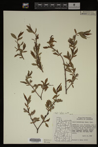 Salix lutea image