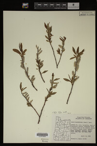 Salix lutea image