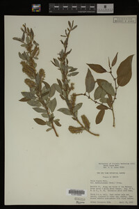 Salix lutea image