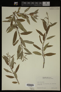Salix lutea image