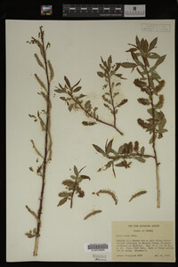 Salix lutea image