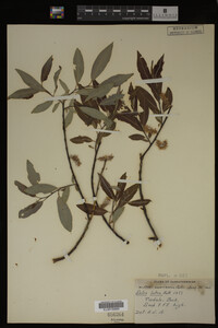 Salix lutea image