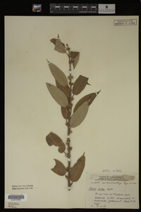 Salix lutea image