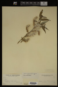 Salix lutea image