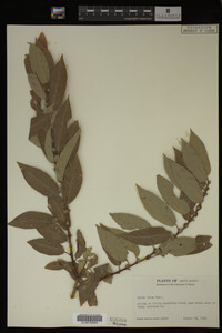 Salix lutea image