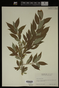 Salix lutea image