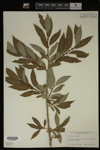 Salix lutea image