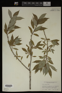 Salix lutea image