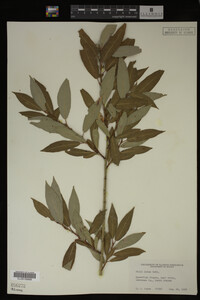 Salix lutea image