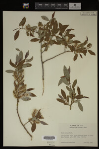 Salix lutea image