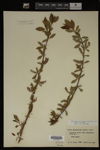 Salix lutea image