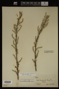 Salix lutea image