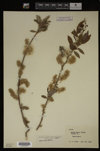 Salix lutea image