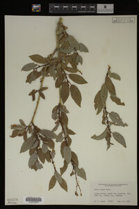 Salix lutea image
