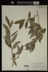 Salix lutea image