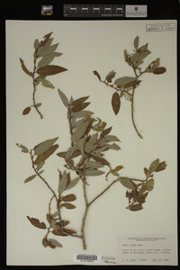 Salix lutea image