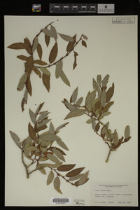 Salix lutea image