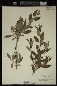 Salix lutea image