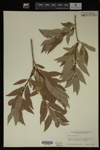 Salix lutea image