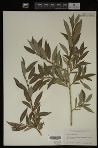 Salix lutea image
