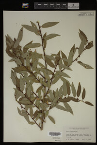 Salix lutea image