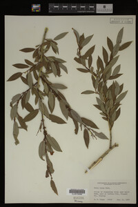 Salix lutea image