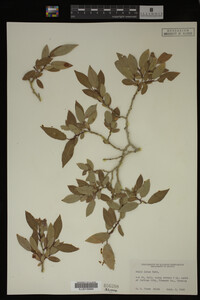Salix lutea image