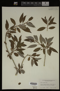 Salix lutea image