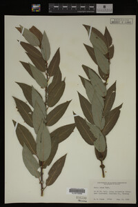 Salix lutea image