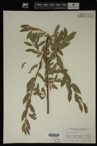 Salix lutea image