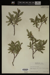 Salix maccalliana image