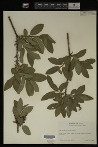 Salix maccalliana image