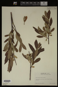 Salix maccalliana image