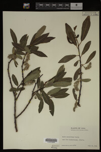 Salix maccalliana image