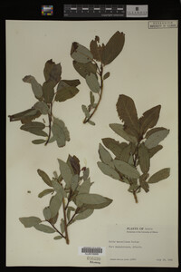 Salix maccalliana image