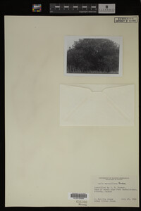 Salix maccalliana image