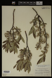 Salix maccalliana image