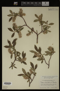 Salix maccalliana image