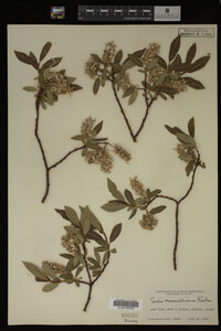 Salix maccalliana image