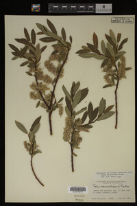 Salix maccalliana image