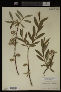 Salix maccalliana image