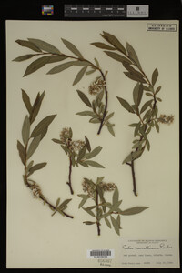 Salix maccalliana image